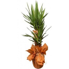 Bitkim Sende Yucca 2 Köklü Tebrik Çiçeği Kutlama Çiçeği Hediyelik Saksı Çiçeği