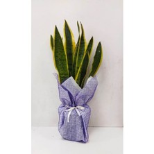 Bitkim Sende Paşa Kılıcı Sanseveria Hava Temizleyici Kılıç Çiçeği Bitkisi Hediyelik Tasarım Çiçek