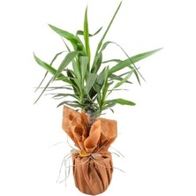 Bitkim Sende Yucca Tasarım Çiçeği Tebrik Çiçeği Kutlama Çiçeği Hediyelik Saksı Çiçeği