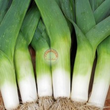 Zengarden Bahçe Pırasa Tohumu Bayrak Pırasası Atalık American Flag Leek