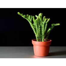 TNC Garden Groups Prenses Çamı - Crassula Muscosa 20 Adet