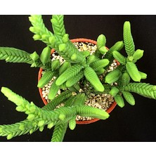 TNC Garden Groups Prenses Çamı - Crassula Muscosa 20 Adet