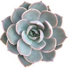 TNC Garden Groups Echeveria Morning Beauty - Sabah Güzeli Sukulent 50 Adet