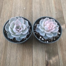 TNC Garden Groups Echeveria Morning Beauty - Sabah Güzeli Sukulent 50 Adet