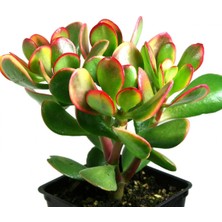 TNC Garden Groups Para Çiçeği – Crassula Ovata  10 Adet