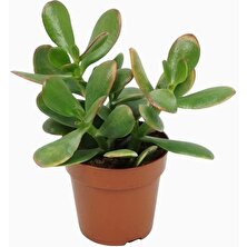 TNC Garden Groups Para Çiçeği – Crassula Ovata  10 Adet