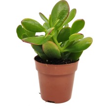 TNC Garden Groups Para Çiçeği – Crassula Ovata  10 Adet