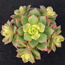 TNC Garden Groups Aeonium Kiwi – Gökkuşağı Sukulent 10 Adet