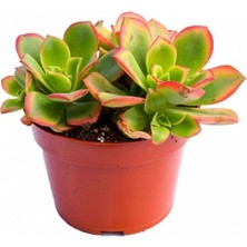 TNC Garden Groups Aeonium Kiwi – Gökkuşağı Sukulent 10 Adet