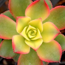 TNC Garden Groups Aeonium Kiwi – Gökkuşağı Sukulent 10 Adet