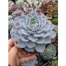 TNC Garden Groups Echeveria Morning Beauty – Sabah Güzeli Sukulent 5 Adet