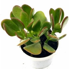 TNC Garden Groups Para Çiçeği – Crassula Ovata  50 Adet