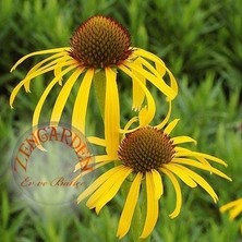 Zengarden Sarı Ekinezya Tohumu Echinacea Paradoxa