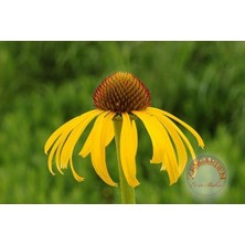 Zengarden Sarı Ekinezya Tohumu Echinacea Paradoxa