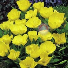 Zengarden Sarı Ezan Çiçeği Tohumu Oenothera Evening Primrose Bodur ve Yayılıcı