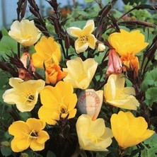 Zengarden Sarı Ezan Çiçeği Tohumu Oenothera Evening Primrose Bodur ve Yayılıcı