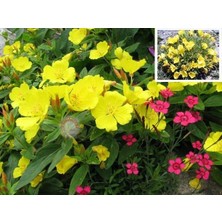 Zengarden Sarı Ezan Çiçeği Tohumu Oenothera Evening Primrose Bodur ve Yayılıcı