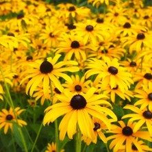 Zengarden Black Eyed Susan Tohumu Siyah Gözlü Rudbeckia Hirta