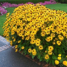 Zengarden Black Eyed Susan Tohumu Siyah Gözlü Rudbeckia Hirta