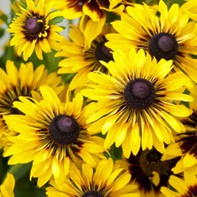 Zengarden Rudbekya Güneş Şapkası Tohumu Rudbeckia Sputnik