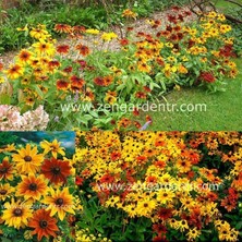 Zengarden Bodur Rudbekya Güneş Şapkası Tohumu Rustik Karışım Rudbeckia Hirta