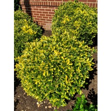 TNC Garden Groups Gold Taflan (Euonymus Japonica Aurea) – Büyük Boy 40-50 cm