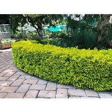 TNC Garden Groups Gold Taflan (Euonymus Japonica Aurea) – Büyük Boy 40-50 cm