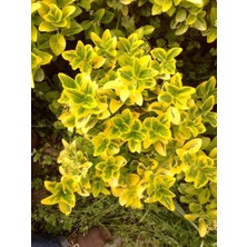 TNC Garden Groups Gold Taflan (Euonymus Japonica Aurea) – Büyük Boy 40-50 cm