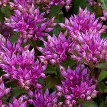 Zengarden Dam Koruğu Tohumu Summer Glory Sedum Spurium