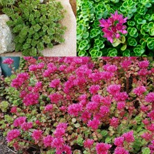 Zengarden Dam Koruğu Tohumu Summer Glory Sedum Spurium