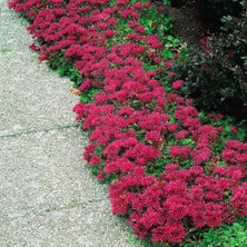 Zengarden Sedum Tohumu Bronz Yapraklı Pembe Çiçekli Coccineum Stonecrop