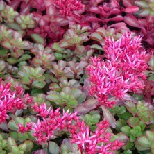 Zengarden Sedum Tohumu Bronz Yapraklı Pembe Çiçekli Coccineum Stonecrop