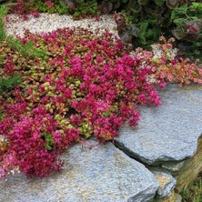 Zengarden Sedum Tohumu Bronz Yapraklı Pembe Çiçekli Coccineum Stonecrop