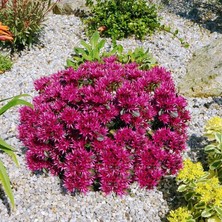 Zengarden Sedum Tohumu Bronz Yapraklı Pembe Çiçekli Coccineum Stonecrop