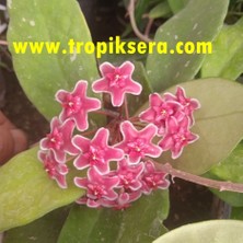 Antalya Tropikal Hoya Carnosa Red Ruby - Kokulu Mum Çiçeği 10-20 cm Boyda Mini Saksıda Köklü.güçlü Sürgünlü (KOD:NEW11C)