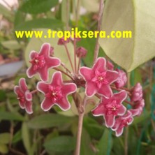 Antalya Tropikal Hoya Carnosa Red Ruby - Kokulu Mum Çiçeği 10-20 cm Boyda Mini Saksıda Köklü.güçlü Sürgünlü (KOD:NEW11C)