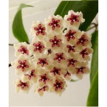 Antalya Tropikal Hoya Phuwuaensis - Mum Çiçeği 10-20 cm Boyda Mini Saksıda Köklü.güçlü Sürgünlü (KOD:NEW58C)