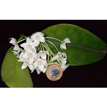 Antalya Tropikal Hoya Albiflora - Kokulu Mum Çiçeği 10-20 cm Boyda Mini Saksıda Köklü.güçlü Sürgünlü (KOD:NEW03C)