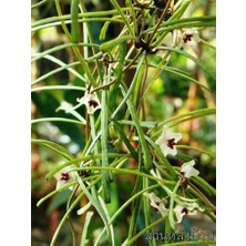 Antalya Tropikal Hoya Retusa -  Kokulu Mum Çiçeği 10-20 cm boyda, Toprak Da Köklü ve Sürgünlü (KOD:NEW70A)