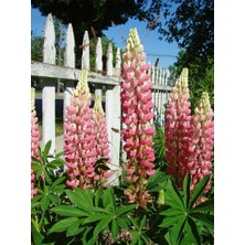 Zengarden The Chateleine Lupin Tohumu Acı Bakla Çiçeği Lupinus Russel