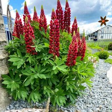 Zengarden The Pages Lupin Tohumu Acı Bakla Çiçeği Lupinus Russel