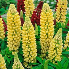 Zengarden Chandelier Lupin Tohumu Acı Bakla Çiçeği Lupinus Russel