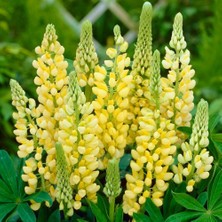 Zengarden Chandelier Lupin Tohumu Acı Bakla Çiçeği Lupinus Russel