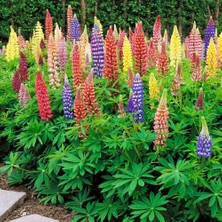 Zengarden Minarette Lupin Tohumu Bodur Minare Acı Bakla Çiçeği Lupinus