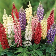 Zengarden Minarette Lupin Tohumu Bodur Minare Acı Bakla Çiçeği Lupinus