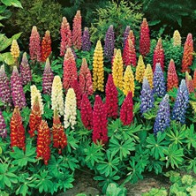 Zengarden Minarette Lupin Tohumu Bodur Minare Acı Bakla Çiçeği Lupinus