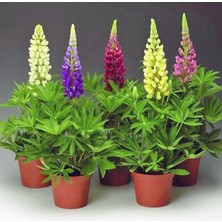 Zengarden Minarette Lupin Tohumu Bodur Minare Acı Bakla Çiçeği Lupinus