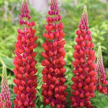 Zengarden My Castle Lupin Tohumu Acı Bakla Çiçeği Lupinus Russel