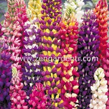 Zengarden Kokulu Lupin Tohumu Renkli Karışım Lupine Russell Strain