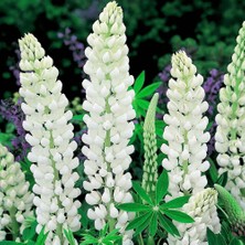 Zengarden Noble Maiden Lupin Tohumu Acı Bakla Çiçeği Lupinus Russel